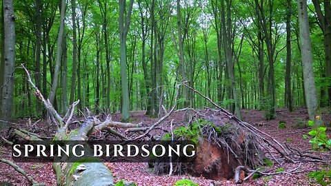 Spring Birdsong in a Beech Forest • Natural Forest Sounds for Relaxation & Focus | 4K