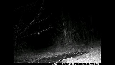 Deer Cam 01-30-2025 Possum