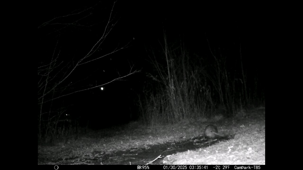 Deer Cam 01-30-2025 Possum