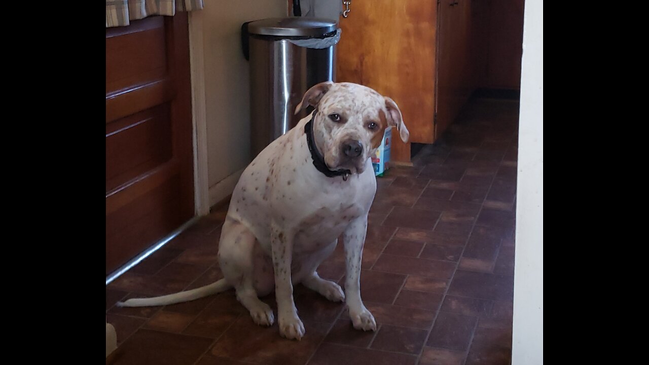 Did Stephen Corbyn Convince You of a Globe Earth 12-01-25