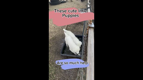 Great Pyrenees puppies are great for livestock protection but not for filling water containers!