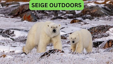 Polar Bear Live Cams!