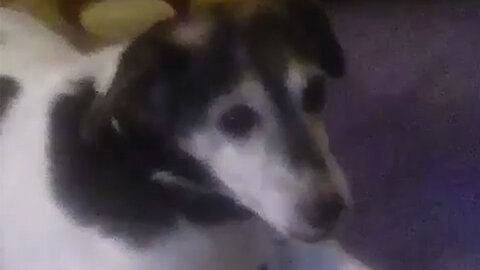 [7/18/2017] Video proof of the bed thief