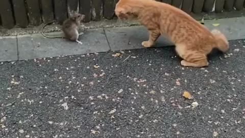 Cute animals #04