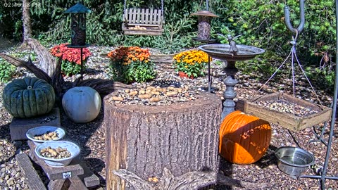 LIVE 24/7 Indiana Birds, Squirrels and Wildlife Feeder Cam