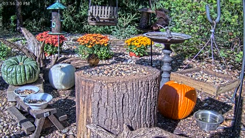 LIVE 24/7 Indiana Birds, Squirrels and Wildlife Feeder Cam