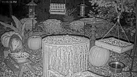 LIVE 24/7 Indiana Birds, Squirrels and Wildlife Feeder Cam