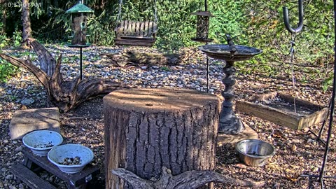 LIVE 24/7 Indiana Birds, Squirrels and Wildlife Feeder Cam