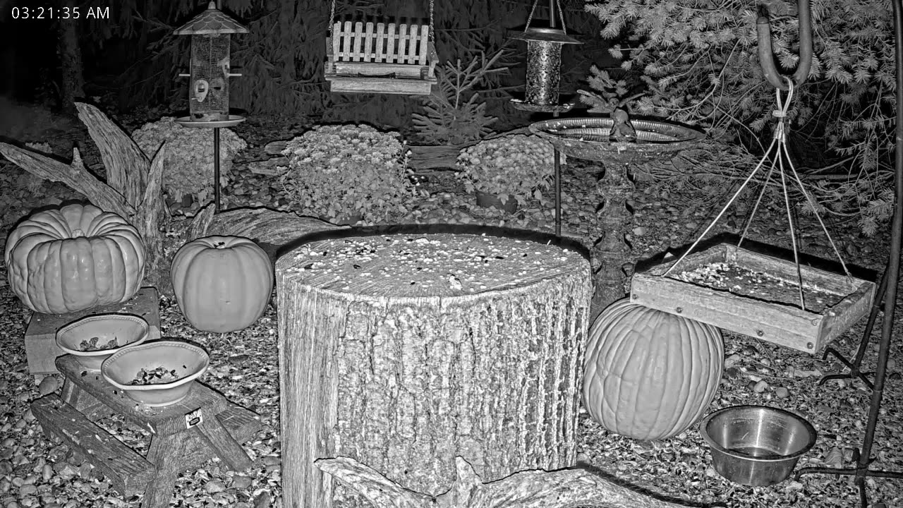 LIVE 24/7 Indiana Birds, Squirrels and Wildlife Feeder Cam