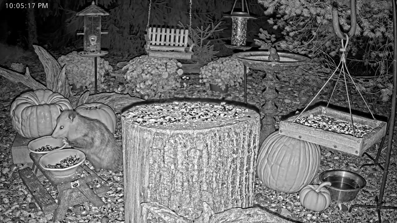 LIVE 24/7 Indiana Birds, Squirrels and Wildlife Feeder Cam