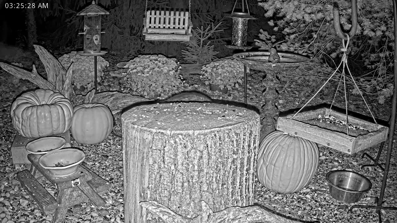 LIVE 24/7 Indiana Birds, Squirrels and Wildlife Feeder Cam