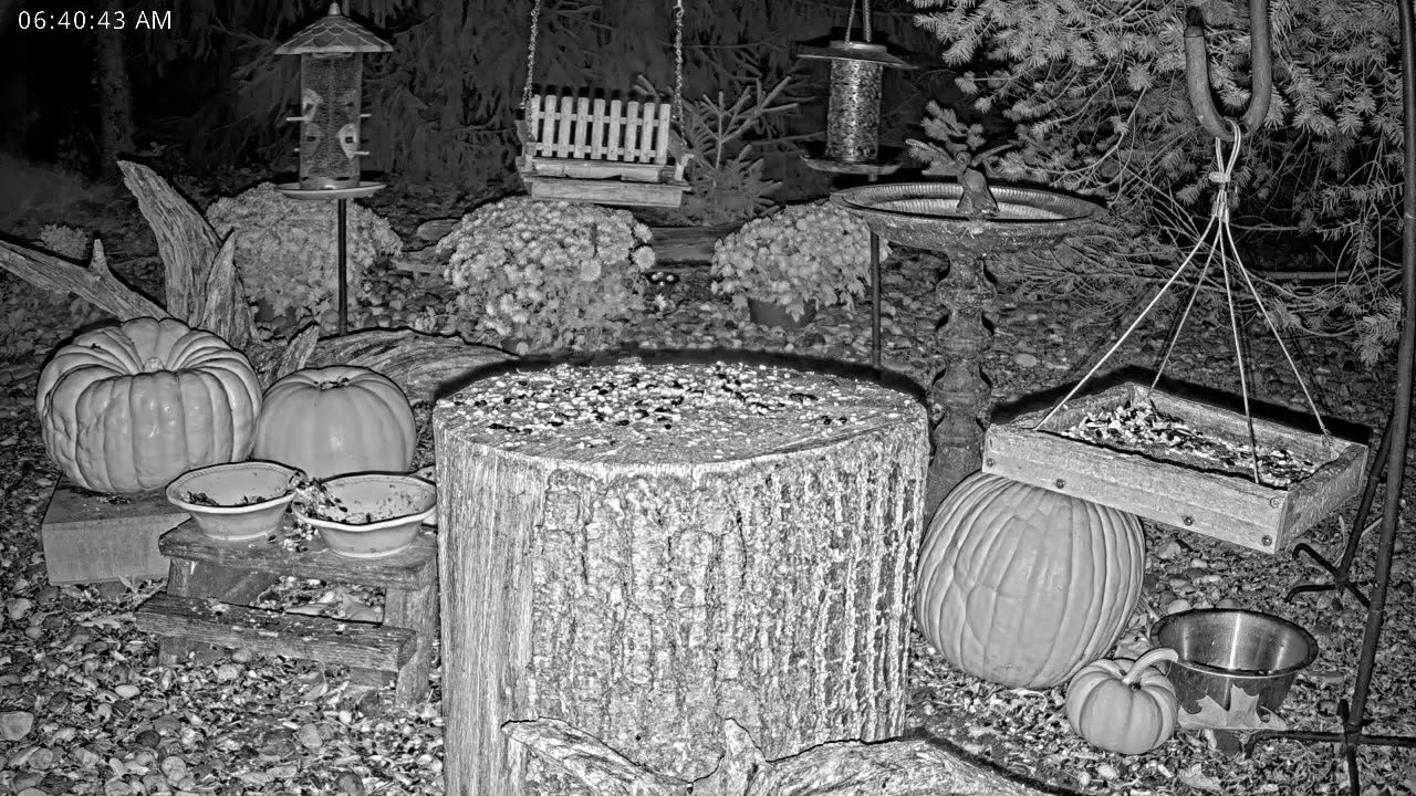 LIVE 24/7 Indiana Birds, Squirrels and Wildlife Feeder Cam
