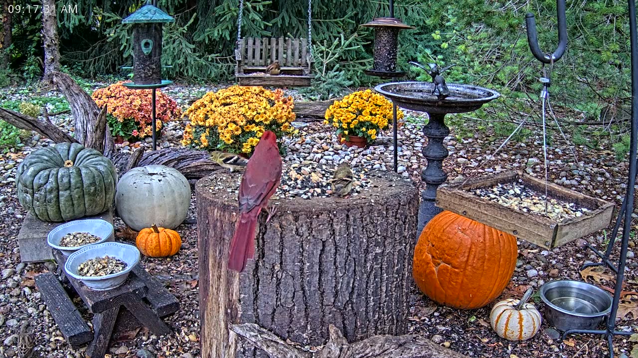 LIVE 24/7 Indiana Birds, Squirrels and Wildlife Feeder Cam