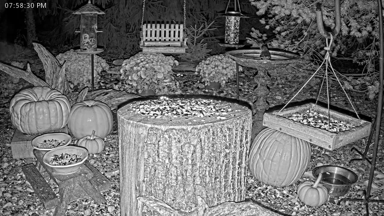 LIVE 24/7 Indiana Birds, Squirrels and Wildlife Feeder Cam