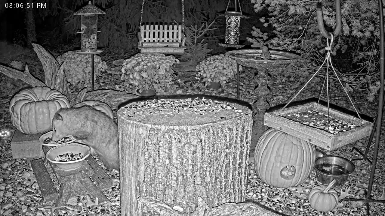 LIVE 24/7 Indiana Birds, Squirrels and Wildlife Feeder Cam