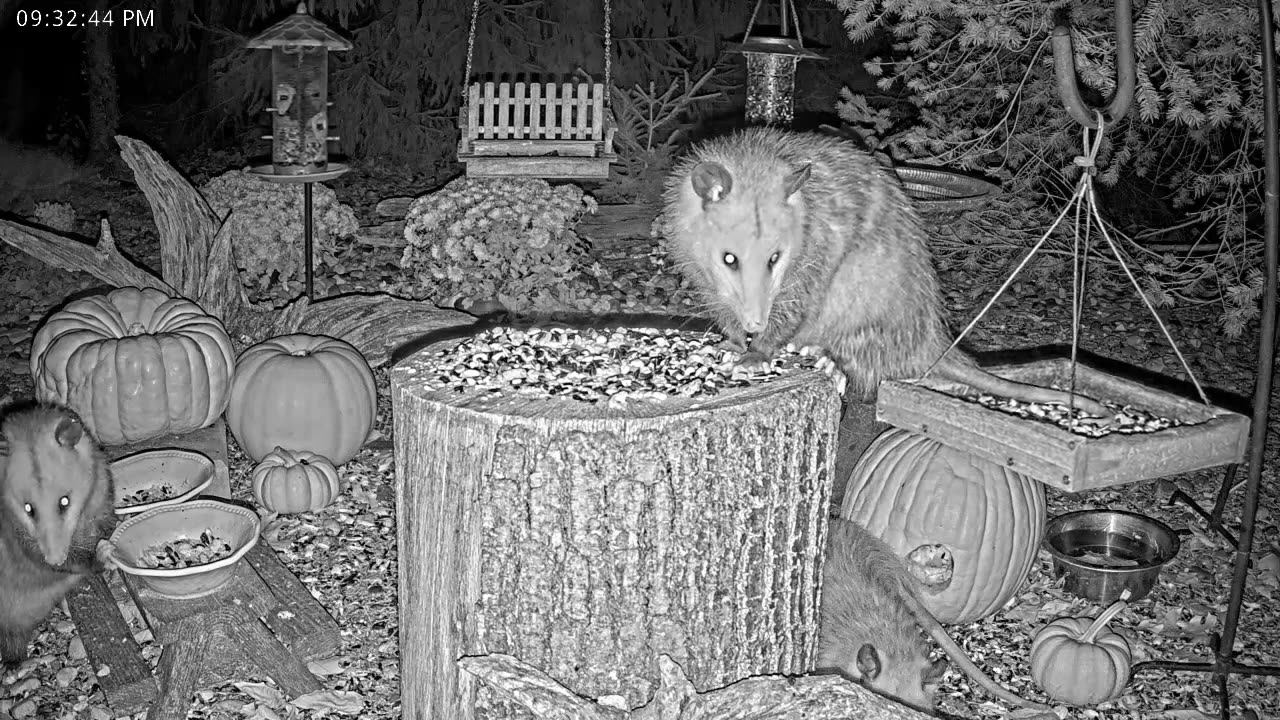 LIVE 24/7 Indiana Birds, Squirrels and Wildlife Feeder Cam