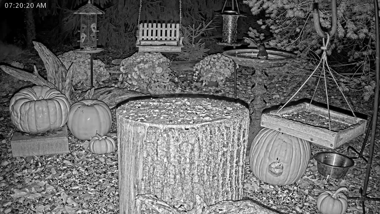 LIVE 24/7 Indiana Birds, Squirrels and Wildlife Feeder Cam