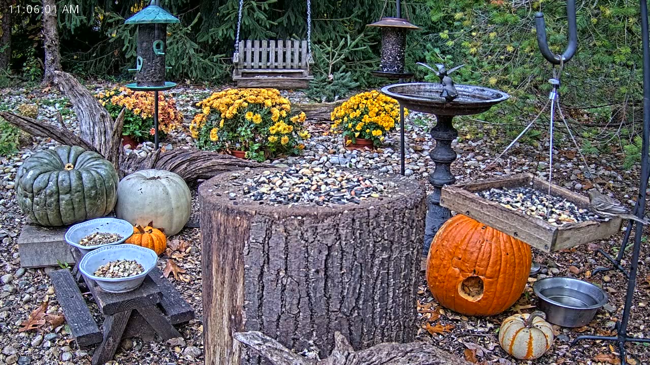 LIVE 24/7 Indiana Birds, Squirrels and Wildlife Feeder Cam