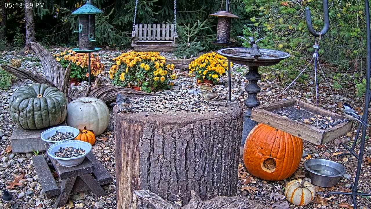 LIVE 24/7 Indiana Birds, Squirrels and Wildlife Feeder Cam
