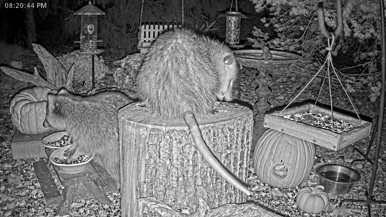 LIVE 24/7 Indiana Birds, Squirrels and Wildlife Feeder Cam