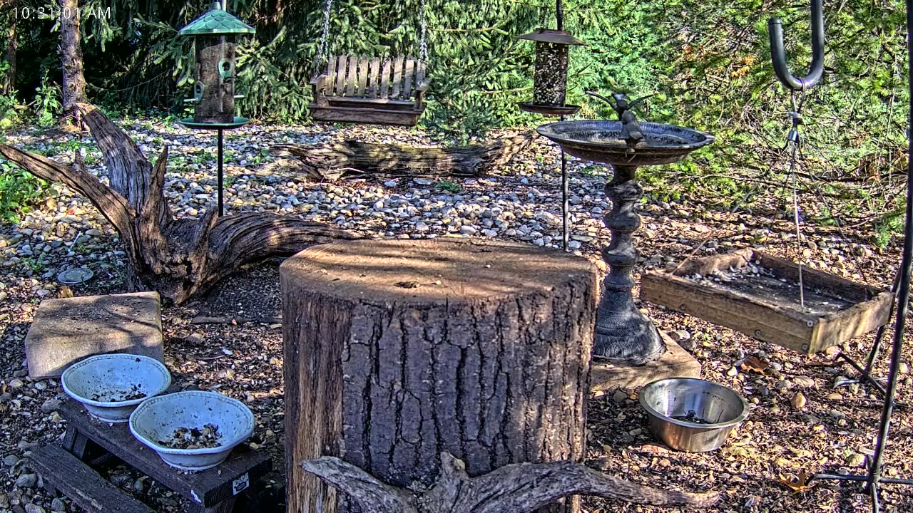 LIVE 24/7 Indiana Birds, Squirrels and Wildlife Feeder Cam