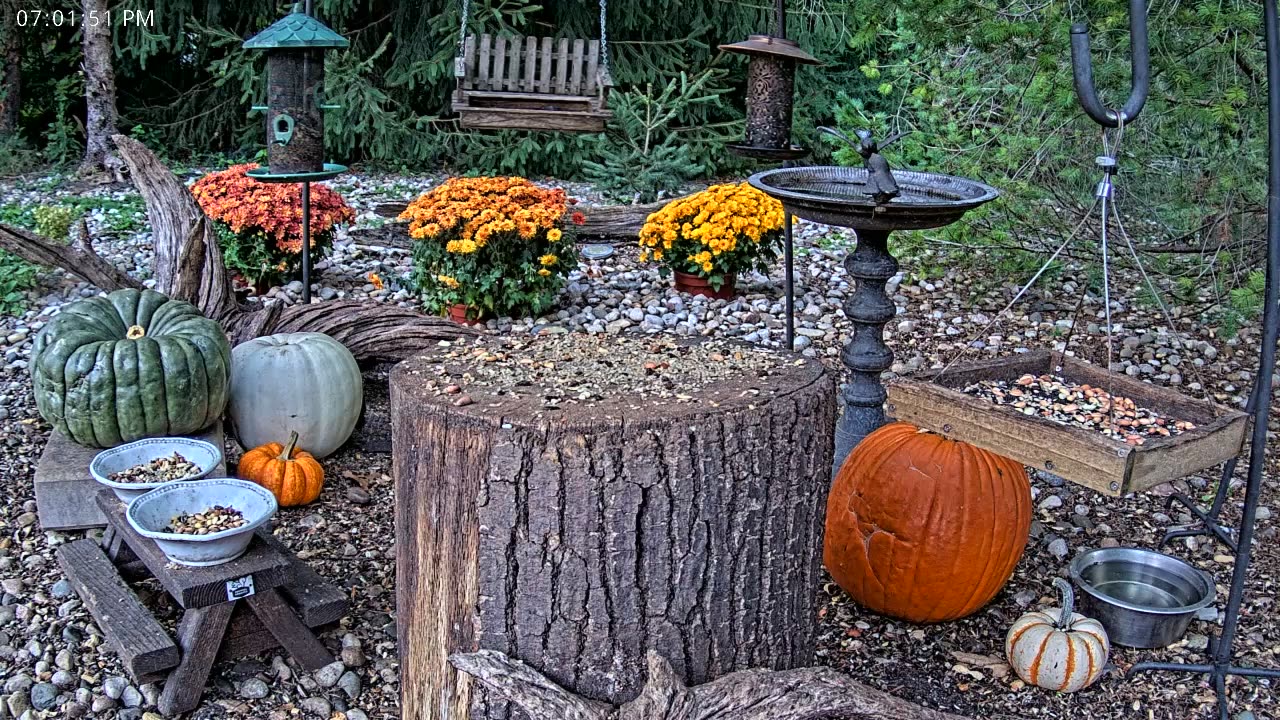 LIVE 24/7 Indiana Birds, Squirrels and Wildlife Feeder Cam
