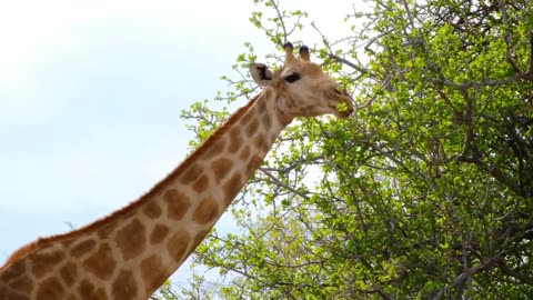 giraffe in the forest