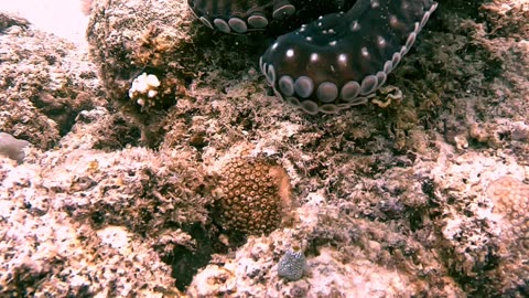 Diver Playing With Octopus