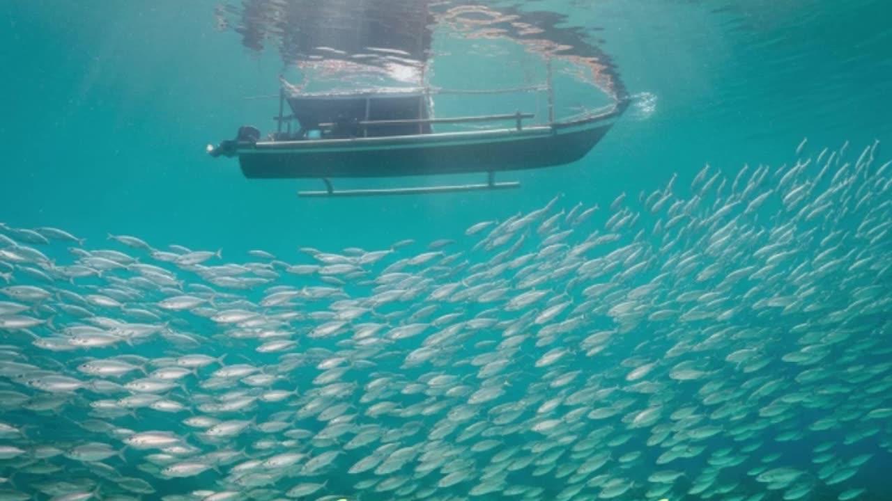 The Sea Dreams a dream