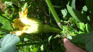 MUTANT KILLER SQUASH INVADE CANADA