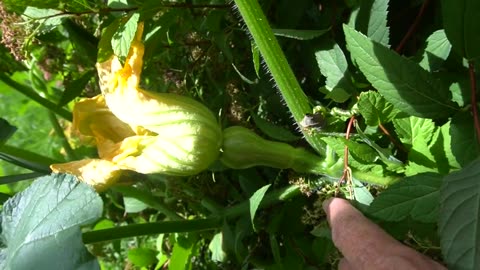 MUTANT KILLER SQUASH INVADE CANADA