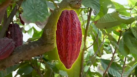 "From Bean to Bar: The Incredible Journey of How Chocolate Is Made!" 🍫✨