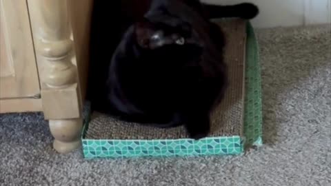 Precious Piper is a Cute Tuffet Sitter - Adopting a Cat from a Shelter Vlog #shorts