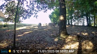 The Woods – 11/01/2025