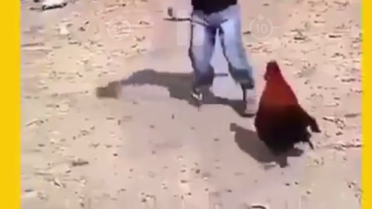 The Boy and Hen
