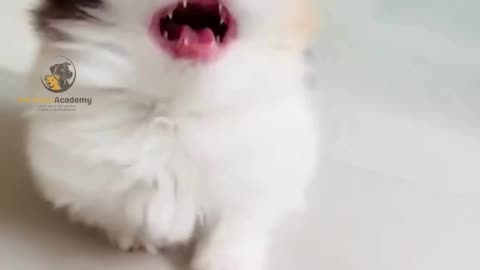 Cutest Kitten Ever 😻 | Adorable Cat Moments That’ll Melt Your Heart ❤️