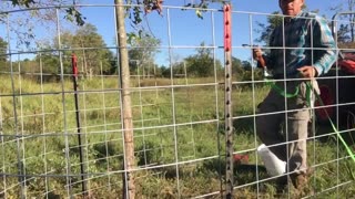 Using a Cattle Panel to Protect your Trees