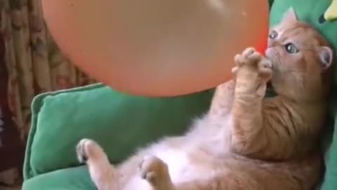 Cute Cat Funny Video 😹🐾 | Try Not to Laugh Challenge 2025