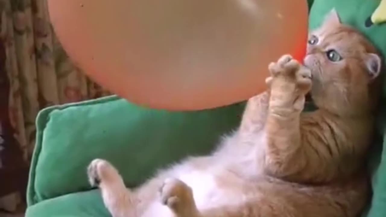 Cute Cat Funny Video 😹🐾 | Try Not to Laugh Challenge 2025