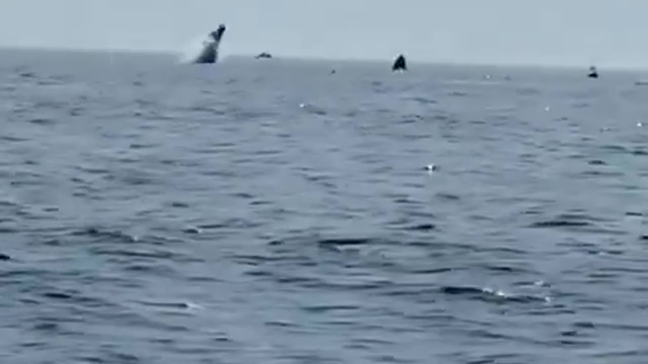 Three humpback whales jumped off the water off Cape Cod at the same time