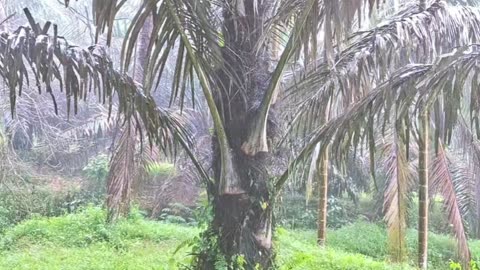 Soothing rain sound for sleeping