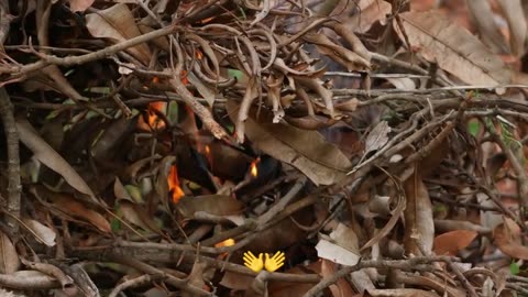 Controversy Erupts at Southern Poverty Law Center!