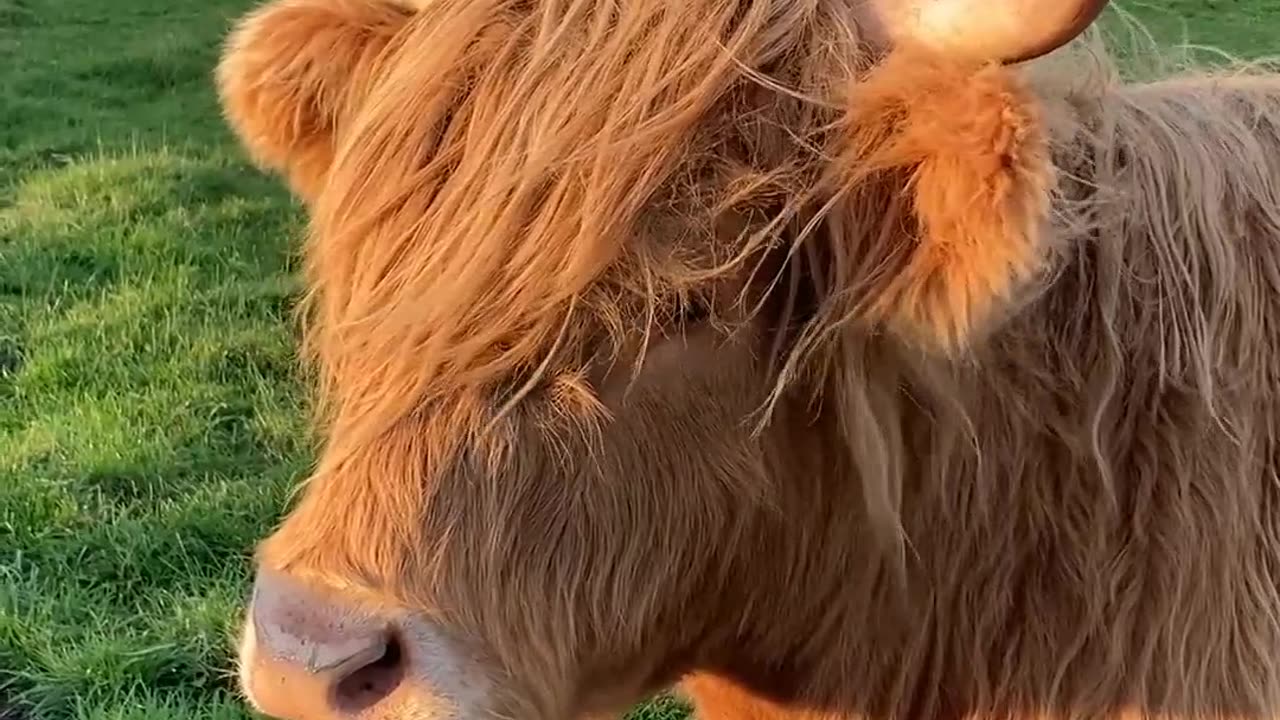 Cow 🐮