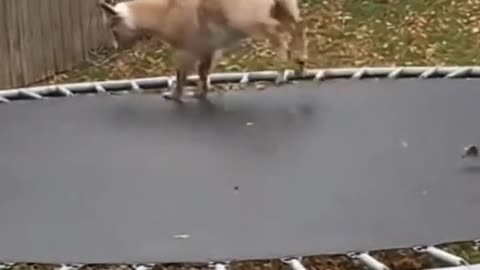 Trampoline goat