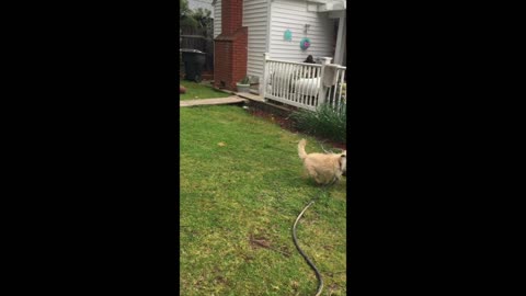 "Dan's Rest Stop" - Funny Memories #14 (Hook, Gracie & Bambi At Play)