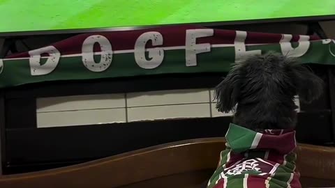 🧠✨ The Passion of a Brazilian Football Fan! | FeedMyCuriosity