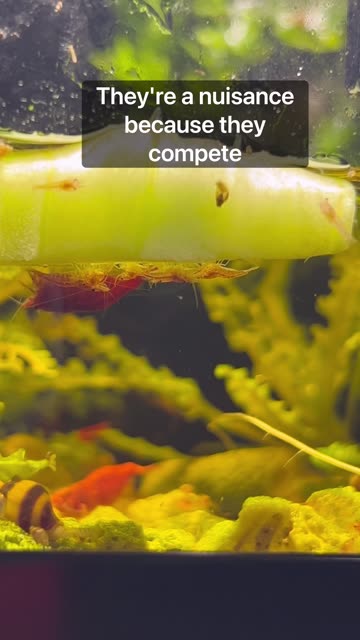 Cucumber Slice - Paludarium
