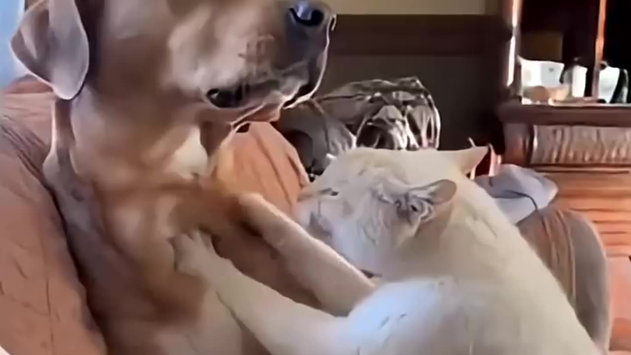 Try Not to LAUGH at These Dogs! (IMPOSSIBLE Challenge) 😂 #dog #dogs #dogfails