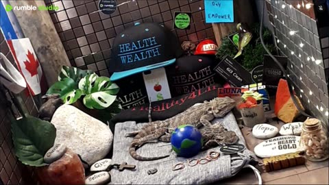 ⭕2025 Live Stream Day 11 Part 2🔴 🍏Healthy4Life🐉 Mascots 🍎🐲 Meet Kobe & Health A Day In The Life Of Bearded Dragons🐲Day11🐉⭕Live🦎Stream🔴