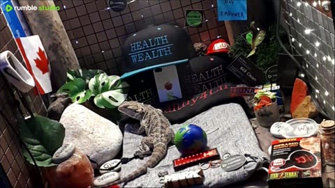 ⭕2025 Live Stream Day 11 Part 2🔴 🍏Healthy4Life🐉 Mascots 🍎🐲 Meet Kobe & Health A Day In The Life Of Bearded Dragons🐲Day11🐉⭕Live🦎Stream🔴